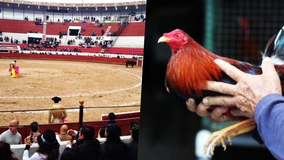 Tauromaquia Y Peleas De Gallos No Pueden Ser Patrimonio Cultural En