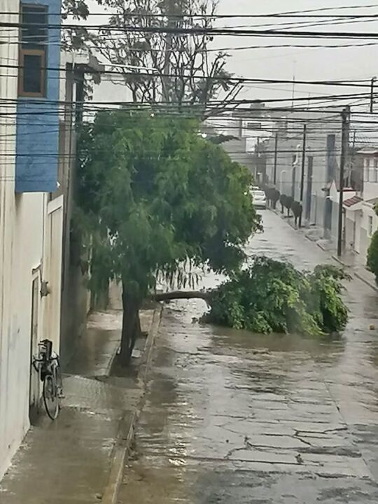 #FotosYVideos: Afectaciones en Pachuca por paso de huracán Grace