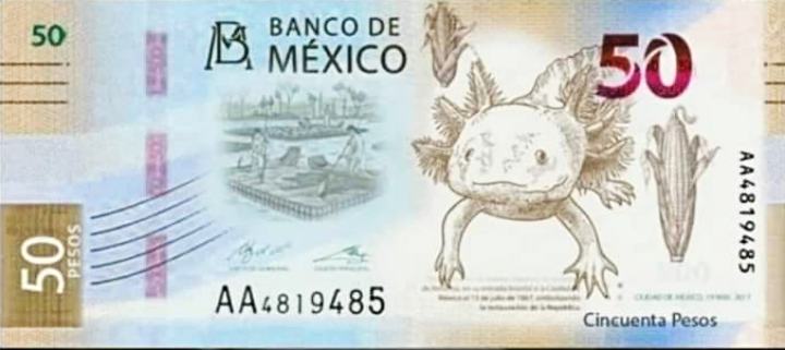 Así serán los nuevos billetes de 20 y 50 pesos