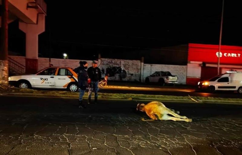 Pachuca no es un pue... motociclista impacta contra una vaca en pleno bulevar