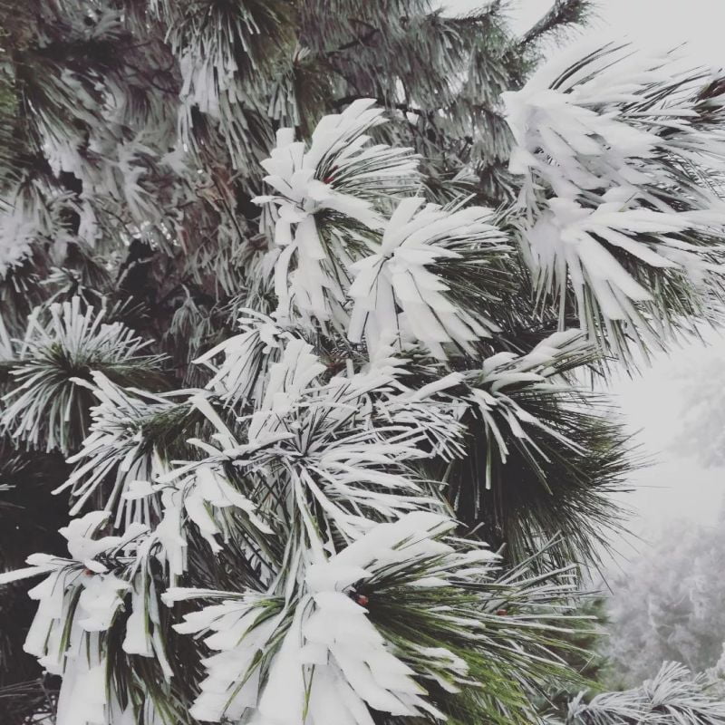 Se tiñó de blanco: se registran heladas y nevadas en Hidalgo