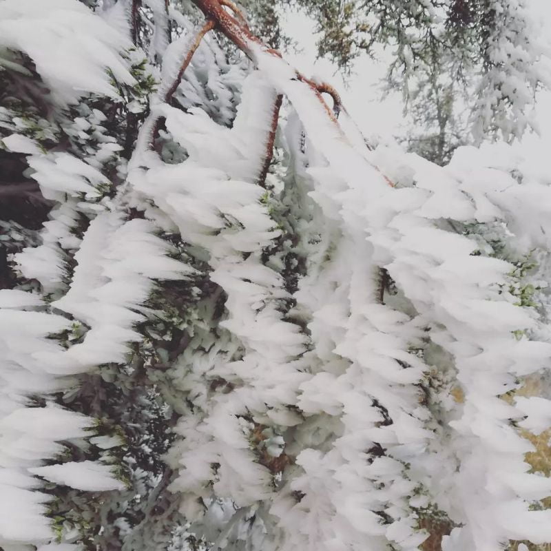 Se tiñó de blanco: se registran heladas y nevadas en Hidalgo