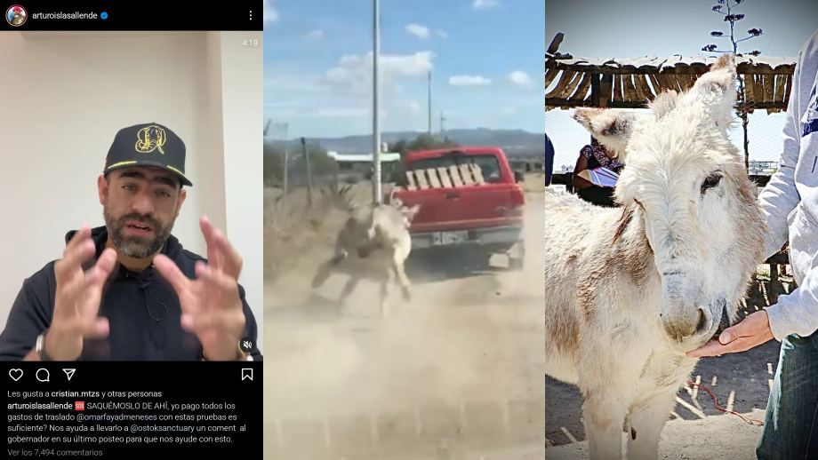 Influencer difunde caso de maltrato animal en Hidalgo y autoridades intervienen