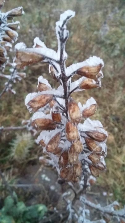 Se tiñó de blanco: se registran heladas y nevadas en Hidalgo