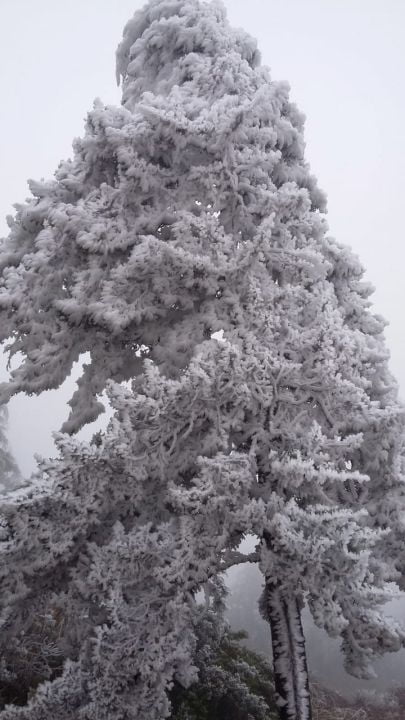 Se tiñó de blanco: se registran heladas y nevadas en Hidalgo