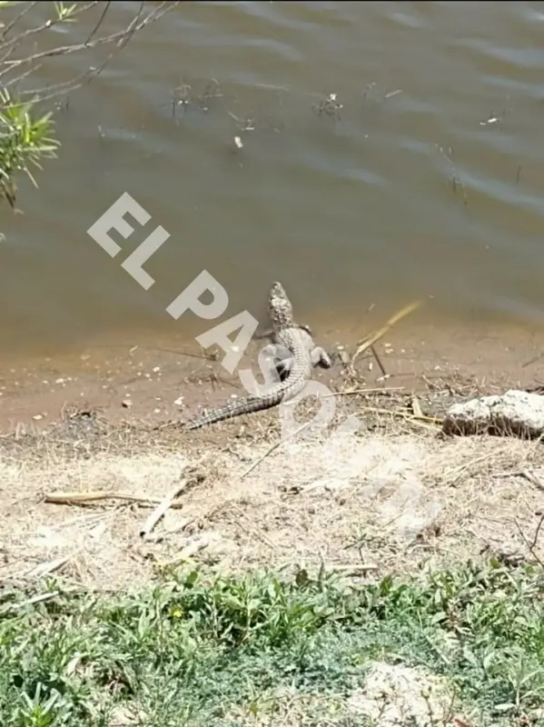 Aparece cocodrilo en ranchería de Hidalgo; autoridades piden no acercarse