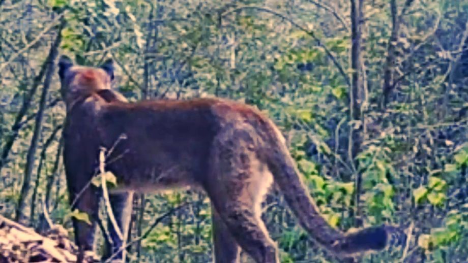 Así fue captado un puma en Hidalgo