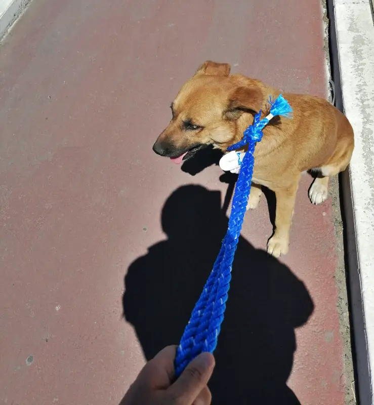 #Video: Cae perrito en registro abierto en ciclovía de Pachuca; ciudadanos logran rescatarlo