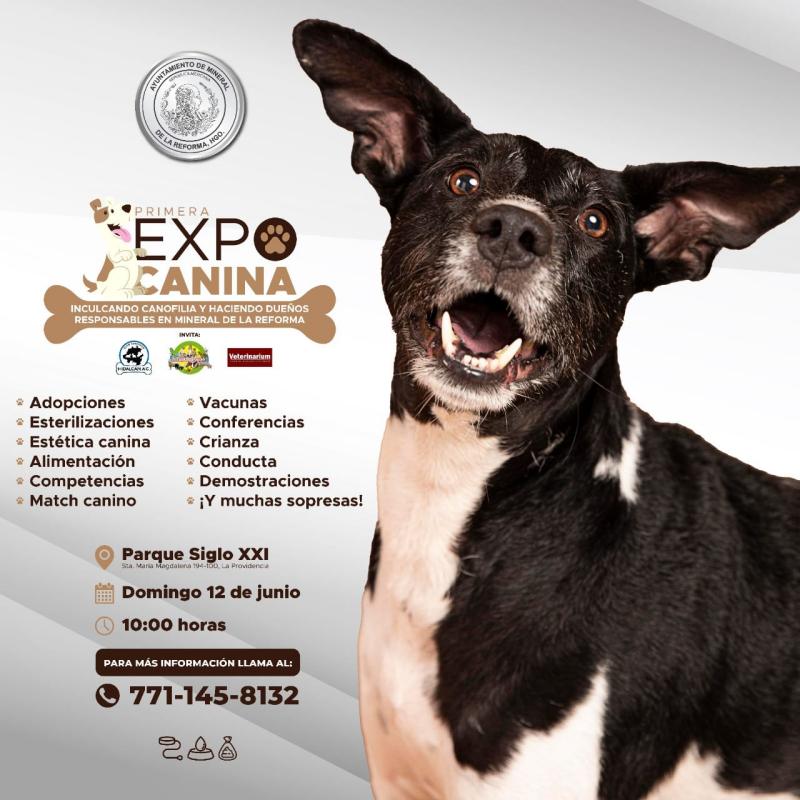 Expo Canina este domingo en Mineral de la Reforma; habrá competencias y demostraciones