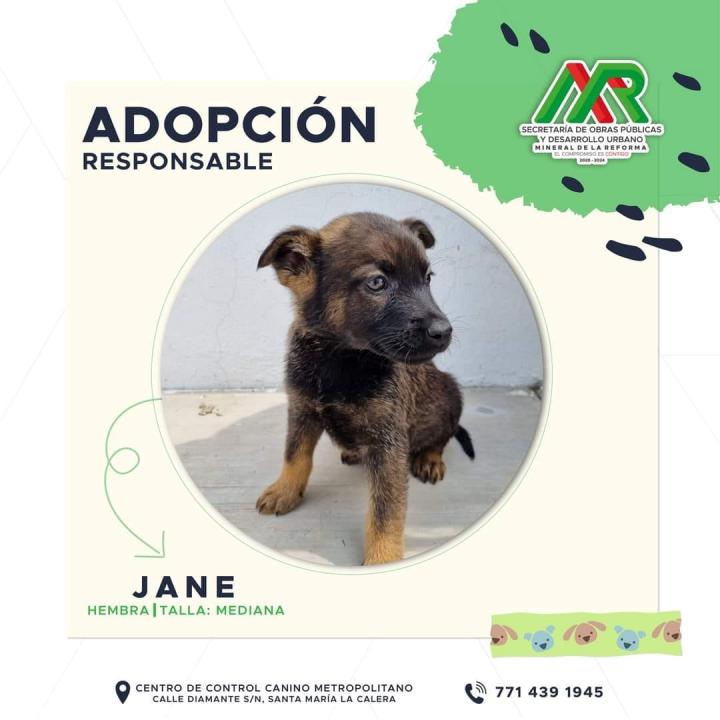 Adopta un peludito: cachorros de Mineral de la Reforma buscan familia