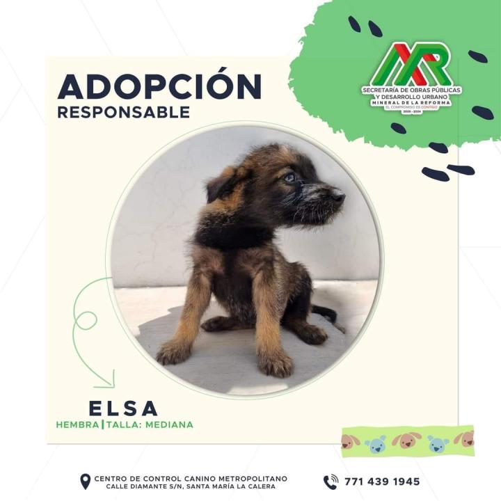 Adopta un peludito: cachorros de Mineral de la Reforma buscan familia