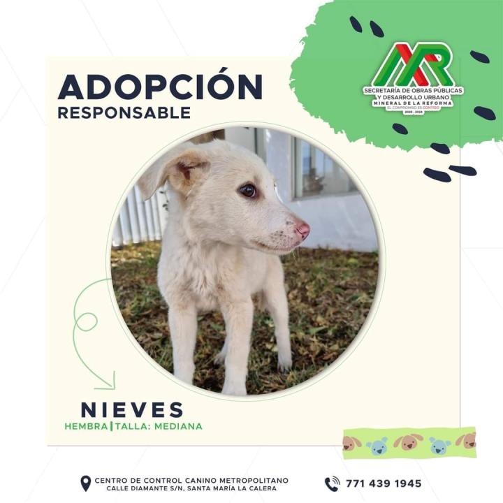 Adopta un peludito: cachorros de Mineral de la Reforma buscan familia