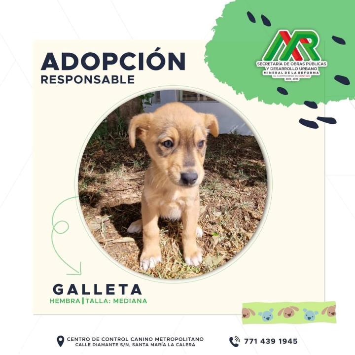 Adopta un peludito: cachorros de Mineral de la Reforma buscan familia