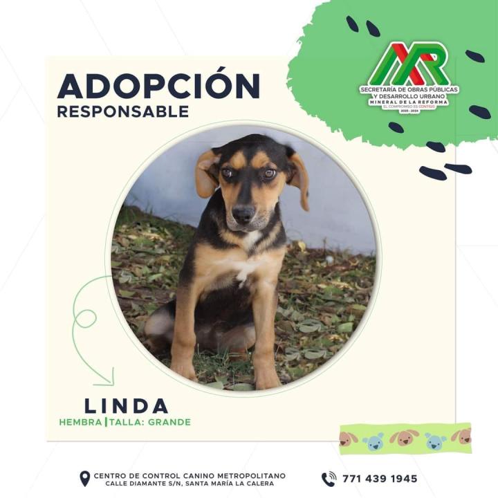 Adopta un peludito: cachorros de Mineral de la Reforma buscan familia