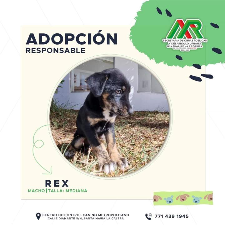 Adopta un peludito: cachorros de Mineral de la Reforma buscan familia