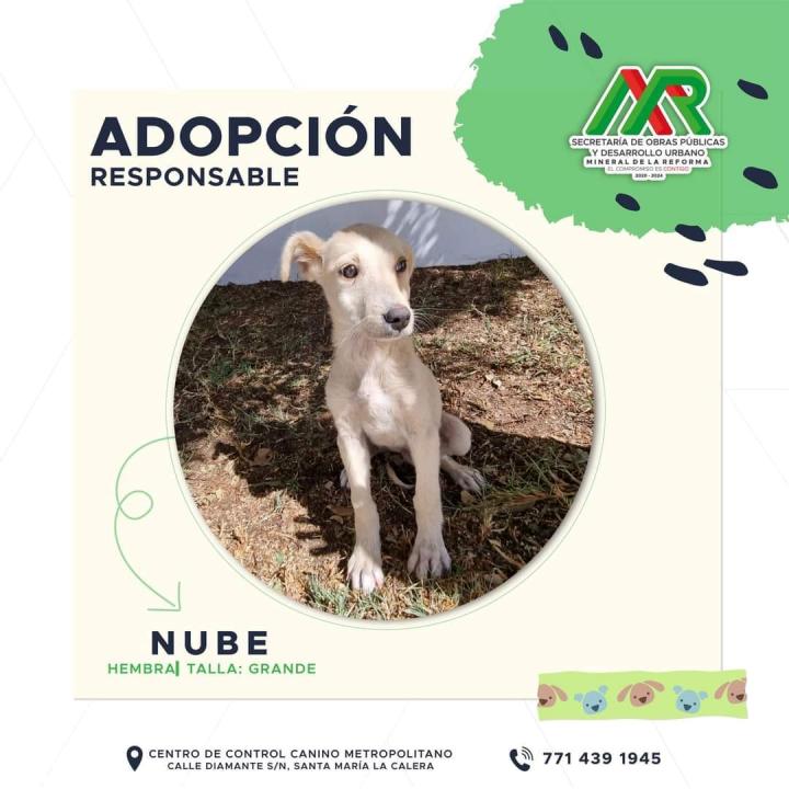 Adopta un peludito: cachorros de Mineral de la Reforma buscan familia