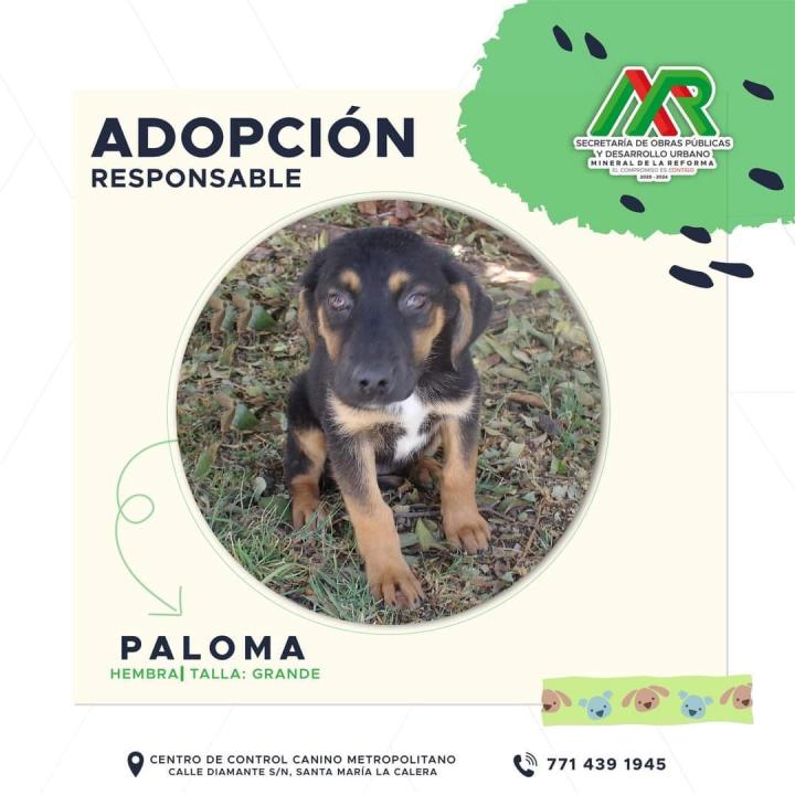 Adopta un peludito: cachorros de Mineral de la Reforma buscan familia