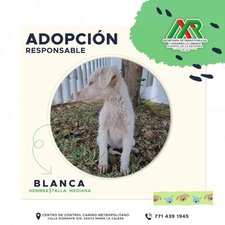 Adopta un peludito: cachorros de Mineral de la Reforma buscan familia