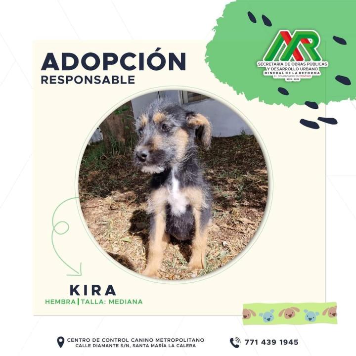 Adopta un peludito: cachorros de Mineral de la Reforma buscan familia