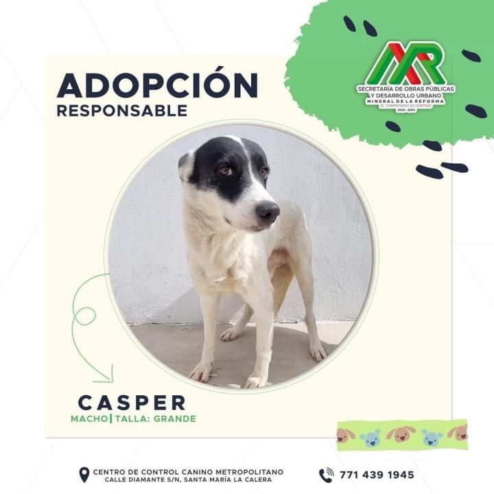 Adopta un peludito: cachorros de Mineral de la Reforma buscan familia