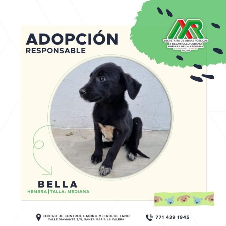 Adopta un peludito: cachorros de Mineral de la Reforma buscan familia