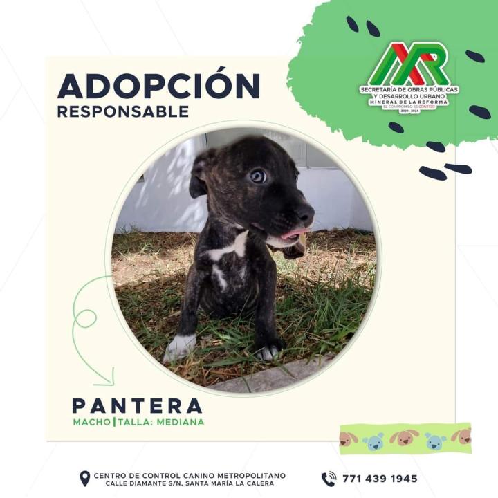 Adopta un peludito: cachorros de Mineral de la Reforma buscan familia