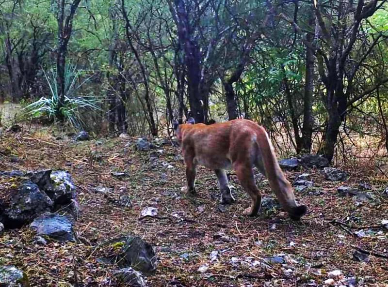 Crece la familia de pumas en Hidalgo; así fueron captados cuatro felinos