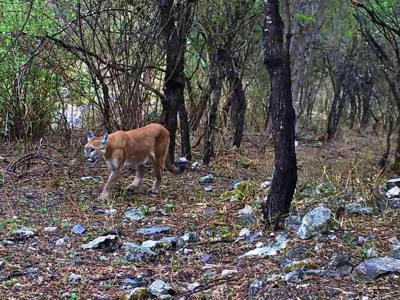 Crece la familia de pumas en Hidalgo; así fueron captados cuatro felinos