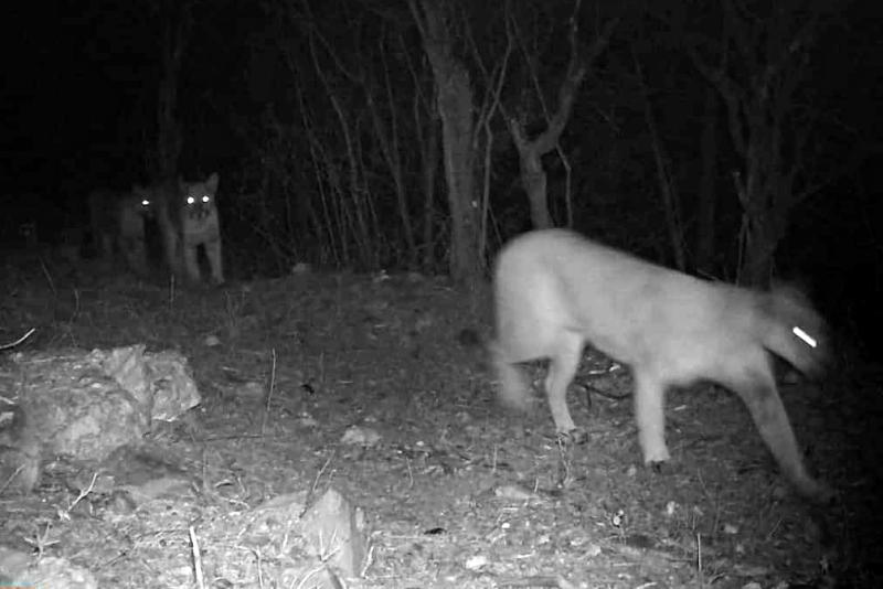 Crece la familia de pumas en Hidalgo; así fueron captados cuatro felinos