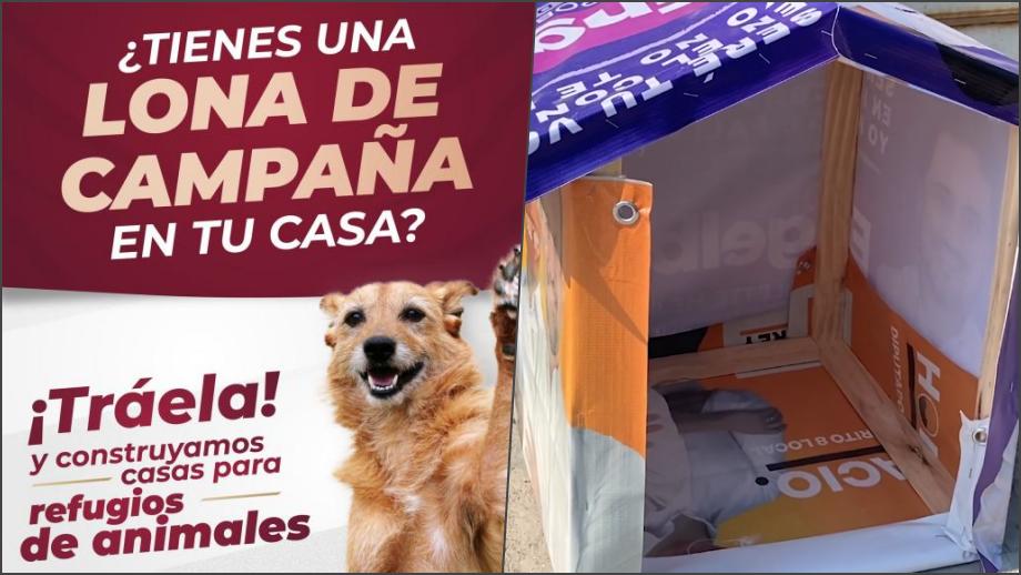 Construirán casas con lonas de campaña para refugios de peluditos en Pachuca