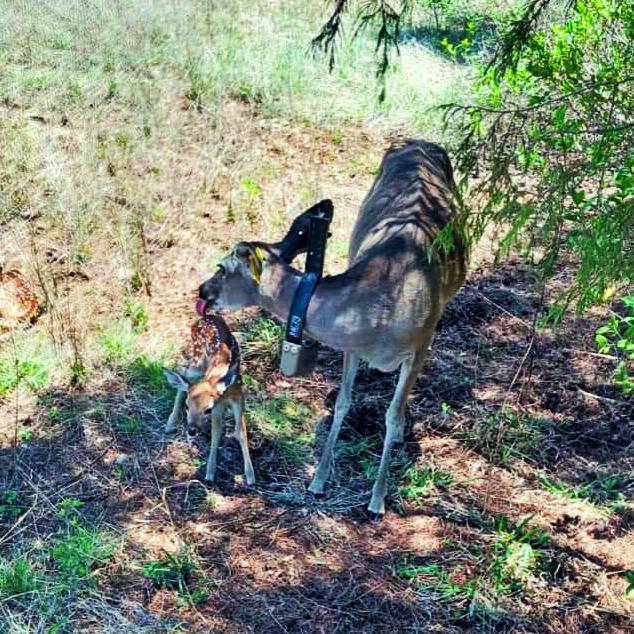 ¡Nuevos miembros! Nacen crías de venado cola blanca en Corredor Biológico de Hidalgo