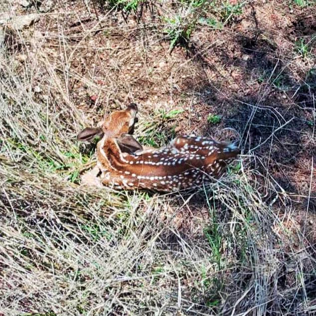 ¡Nuevos miembros! Nacen crías de venado cola blanca en Corredor Biológico de Hidalgo