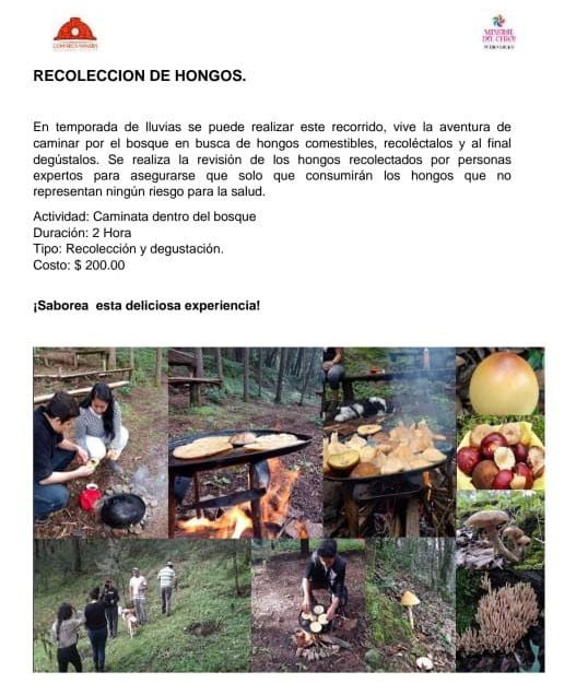 Temporada de Hongos: recorridos, recolección y platillos en esta comunidad de Mineral del Chico