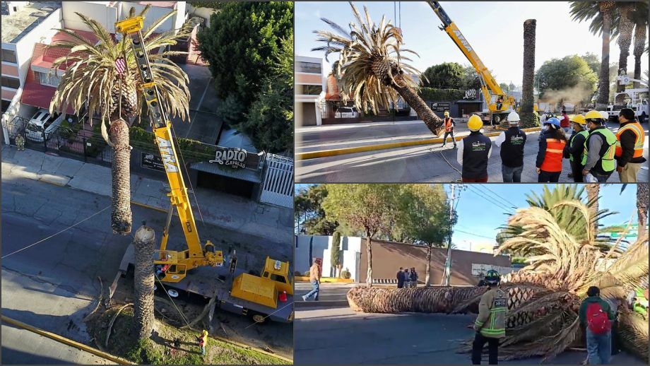 Realizan derribo de palmera en avenida de Pachuca