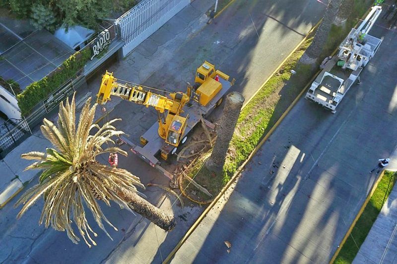 Realizan derribo de palmera en avenida de Pachuca