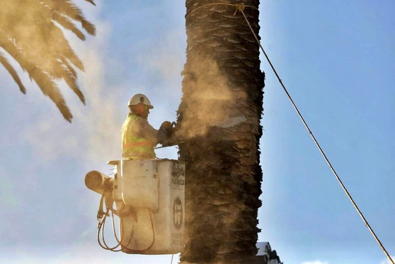 Realizan derribo de palmera en avenida de Pachuca