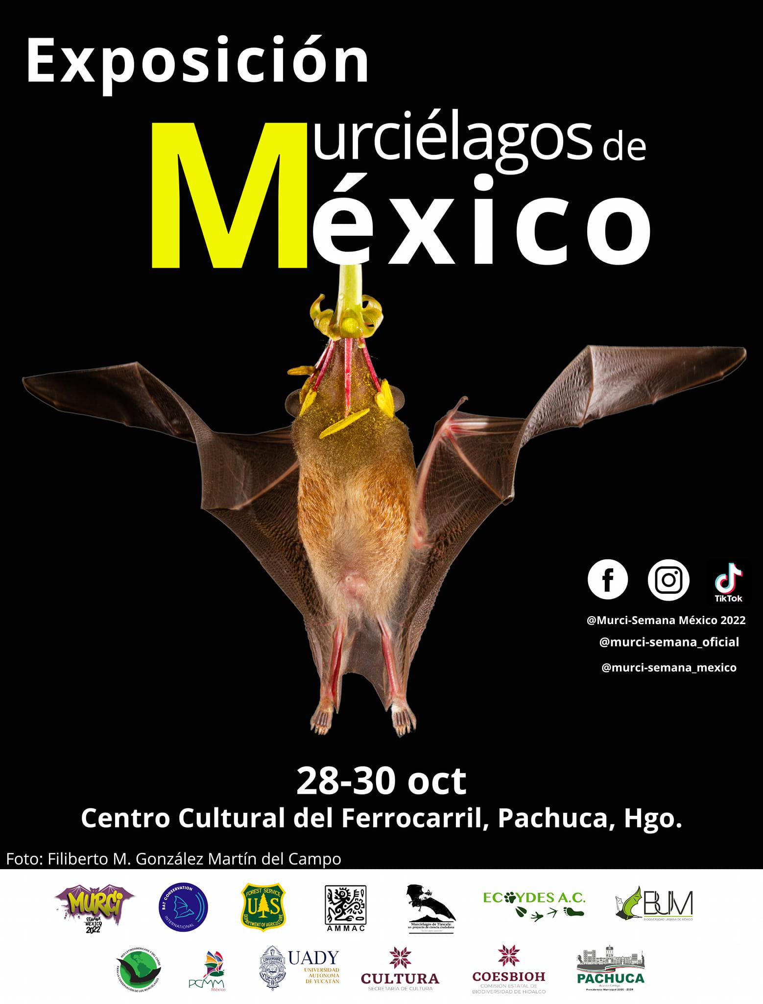 Habrá expo de murciélagos en Pachuca