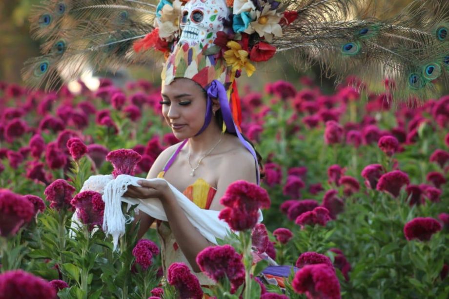 Festival de las Flores: la celebración de los campos llenos de color, este fin de semana en Hidalgo