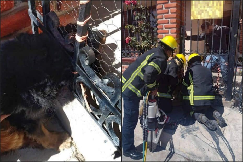 Perrito se atora en una reja y bomberos llegan al rescate; ocurrió en Pachuca