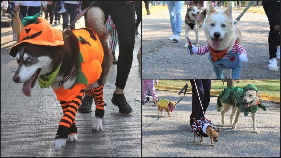 Pachuca Halloween Pet: habrá caminata perruna y concurso de disfraces