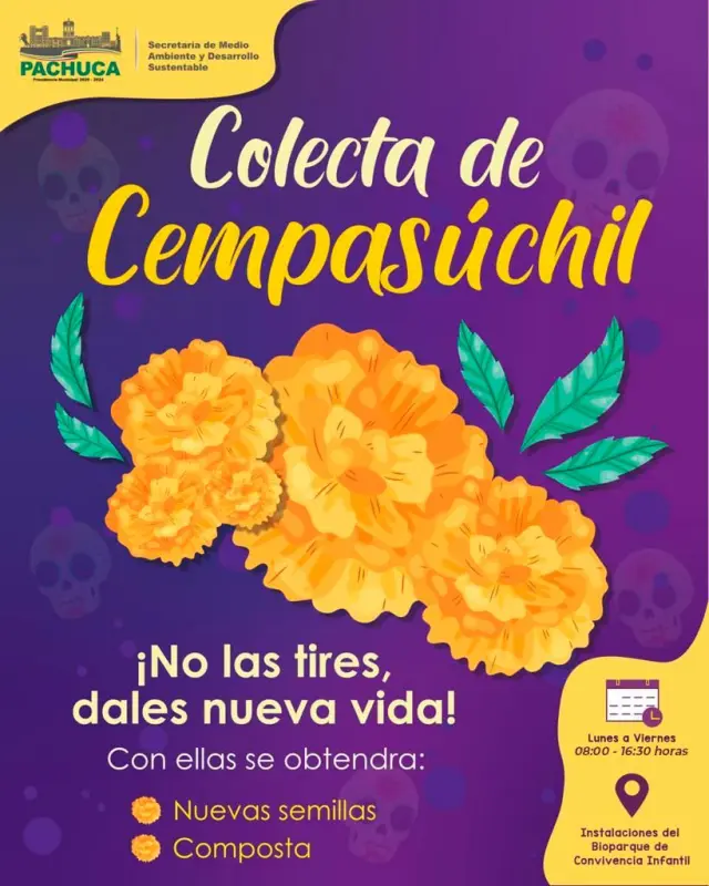 No tires tus flores de cempasúchil, puedes darles nueva vida donándolas para el huerto urbano de Pachuca