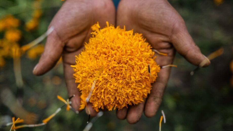 No Tires Tus Flores De Cempasúchil Puedes Darles Nueva Vida Donándolas Para El Huerto Urbano De 0595