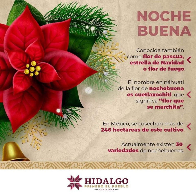 Nochebuena, la flor mexicana reconocida en todo el mundo que simboliza la Navidad