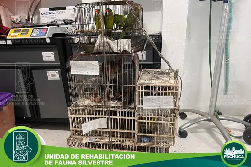 Rescatan 48 aves silvestres en mercado de Pachuca; algunas habían sido teñidas