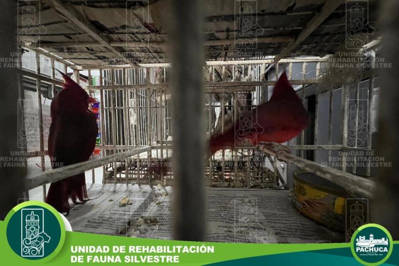 Rescatan 48 aves silvestres en mercado de Pachuca; algunas habían sido teñidas