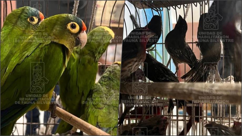 Rescatan 48 aves silvestres en mercado de Pachuca; algunas habían sido teñidas