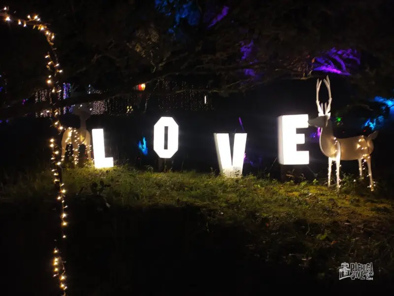 Así es el Bosque Iluminado 2022, la atracción navideña entre árboles cerca de Pachuca