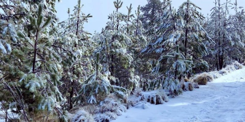 Clima ártico provoca nevadas en el centro del país