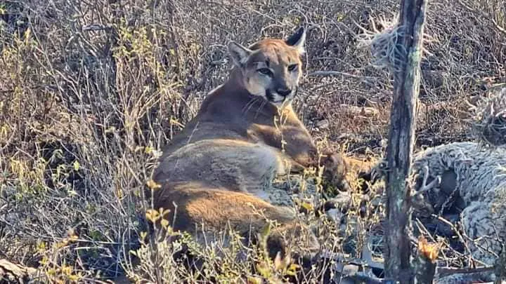 Pobladores atrapan a un puma en Hidalgo y la Profepa lo rescata