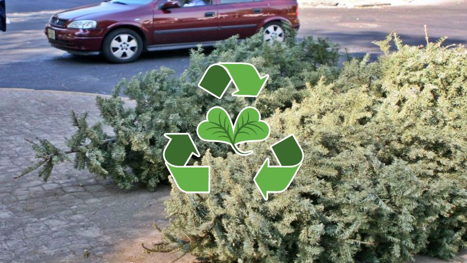 No lo tires a la basura, ¡recíclalo! Abren centros de acopio para árboles de Navidad en Pachuca